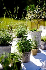 Potted Herb Centerpieces