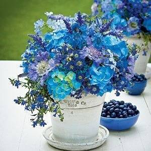 Potted Flowers